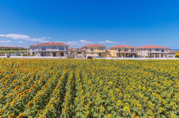 Поле подсолнухов рядом с комплексом Victoria Lakes, Поморие, Болгария Id 236 