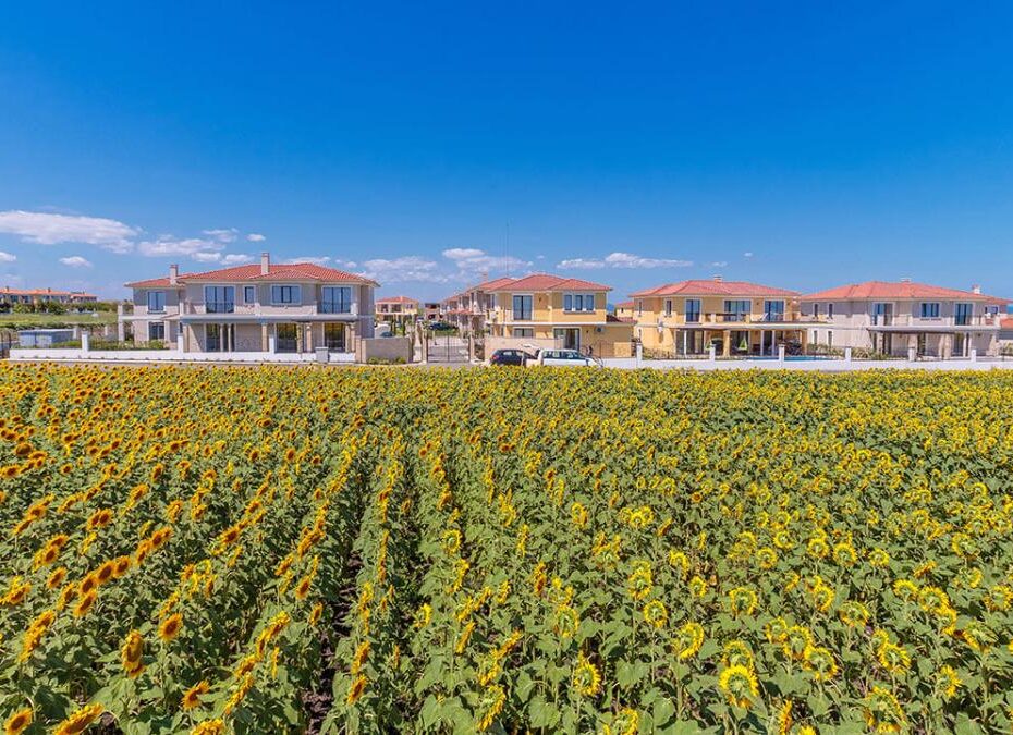 Поле подсолнухов рядом с комплексом Victoria Lakes, Поморие, Болгария Id 236 