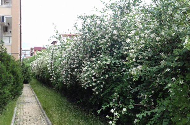 Территория комплекса Святая Елена - недвижимость в кк Солнечный берег Id 247 