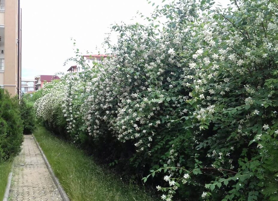 Территория комплекса Святая Елена - недвижимость в кк Солнечный берег Id 247 