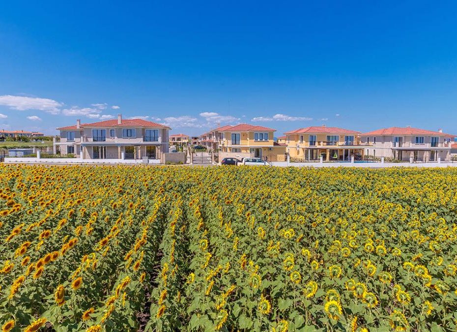 Слънчогледово поле край комплекс Victoria Lakes, Поморие, България  Id 236