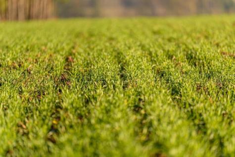 Agricultural land in Bulgaria – is it worth investing?