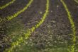 Demand for agricultural land suitable for organic farming has increased in Bulgaria