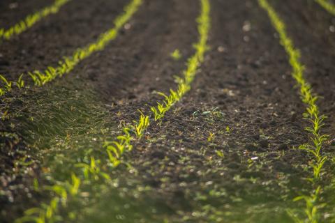 Demand for agricultural land suitable for organic farming has increased in Bulgaria