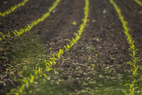 Increase of the demand for agricultural land suitable for organic farming in Bulgaria - News